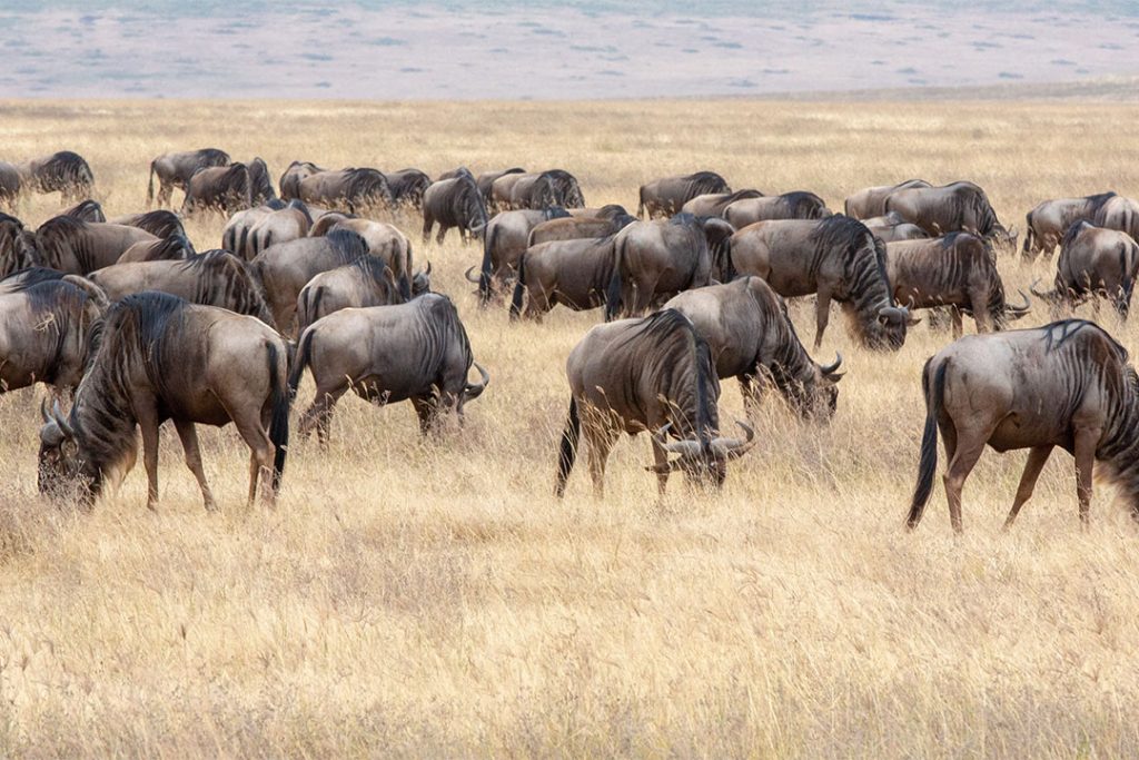 Safari Tarangire