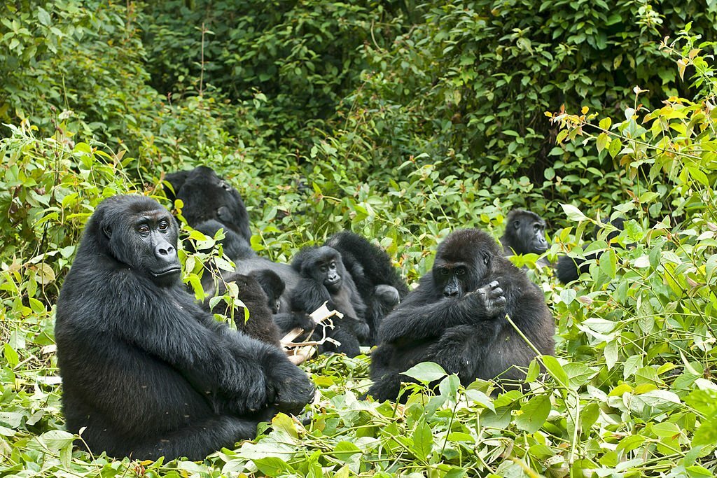 gorilla trekking in Uganda.