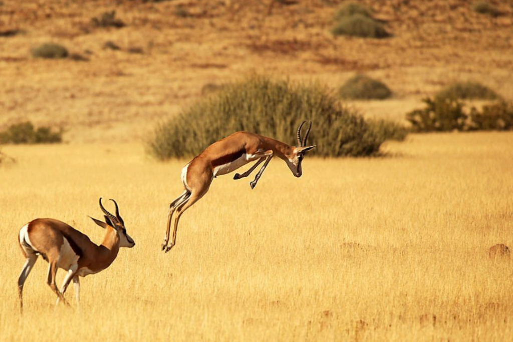 Safari Tarangire