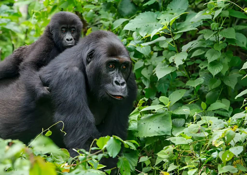 Gorilla tracking in Uganda