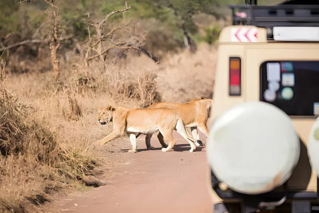 southern tanzania safari