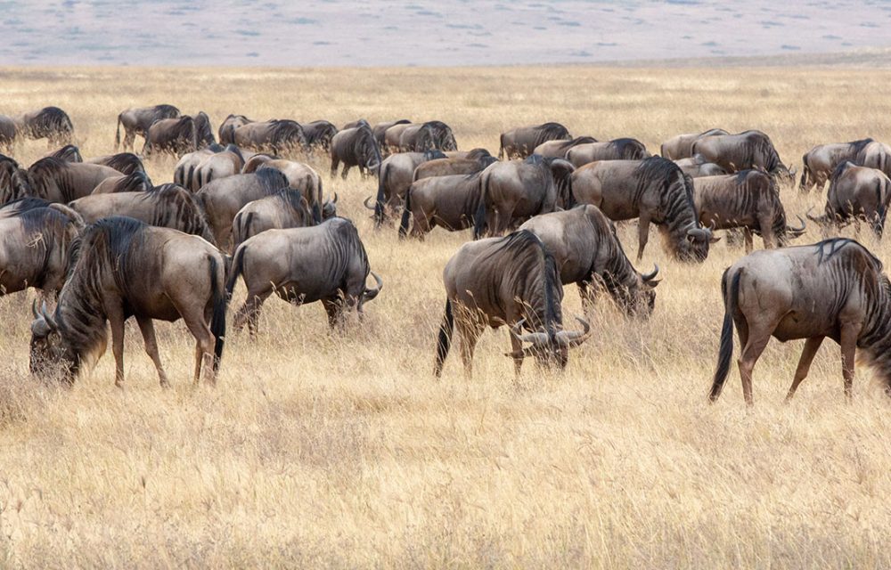 Safari Tarangire