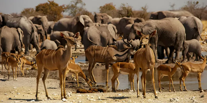 Tanzania safari