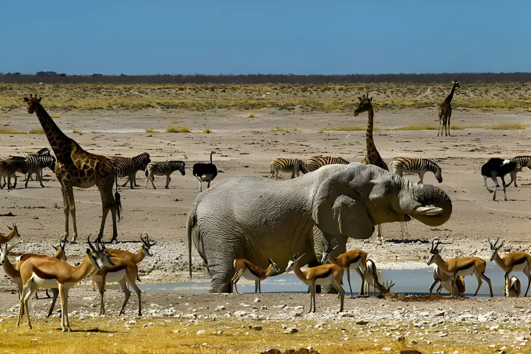 5-Day Wildebeest Migration Serengeti &Amp; Ngorongoro Safari