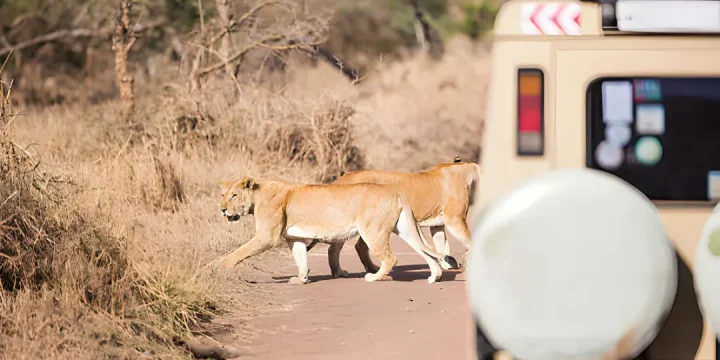 southern tanzania safari