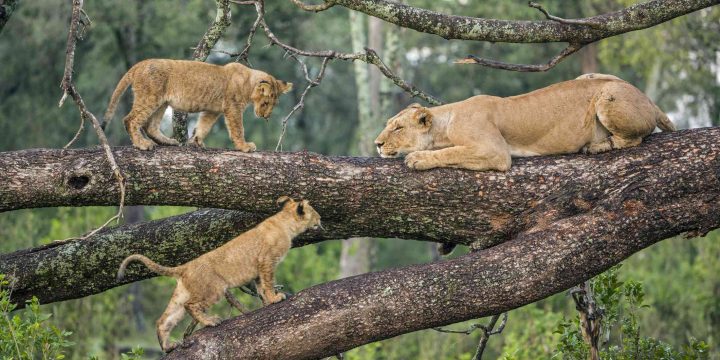 Fantastic Midrange Safari Tarangire