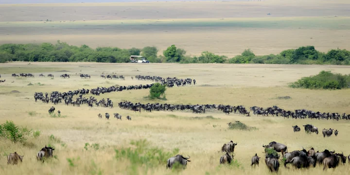 wildebeest migration