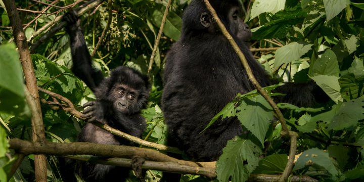 Gorilla tracking